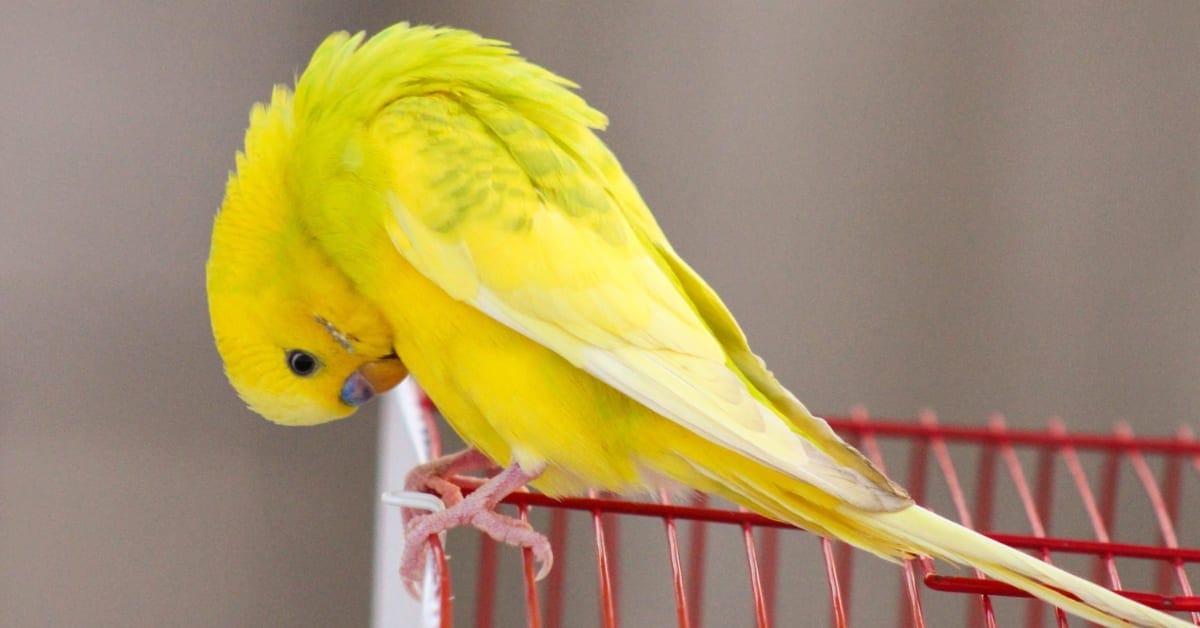 Budgie Flapping Wings