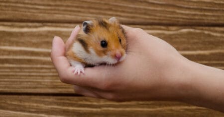 Hamster To Cuddle